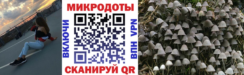 Псилоцибиновые грибы Psilocybe  ссылка на мегу зеркало  Шлиссельбург 